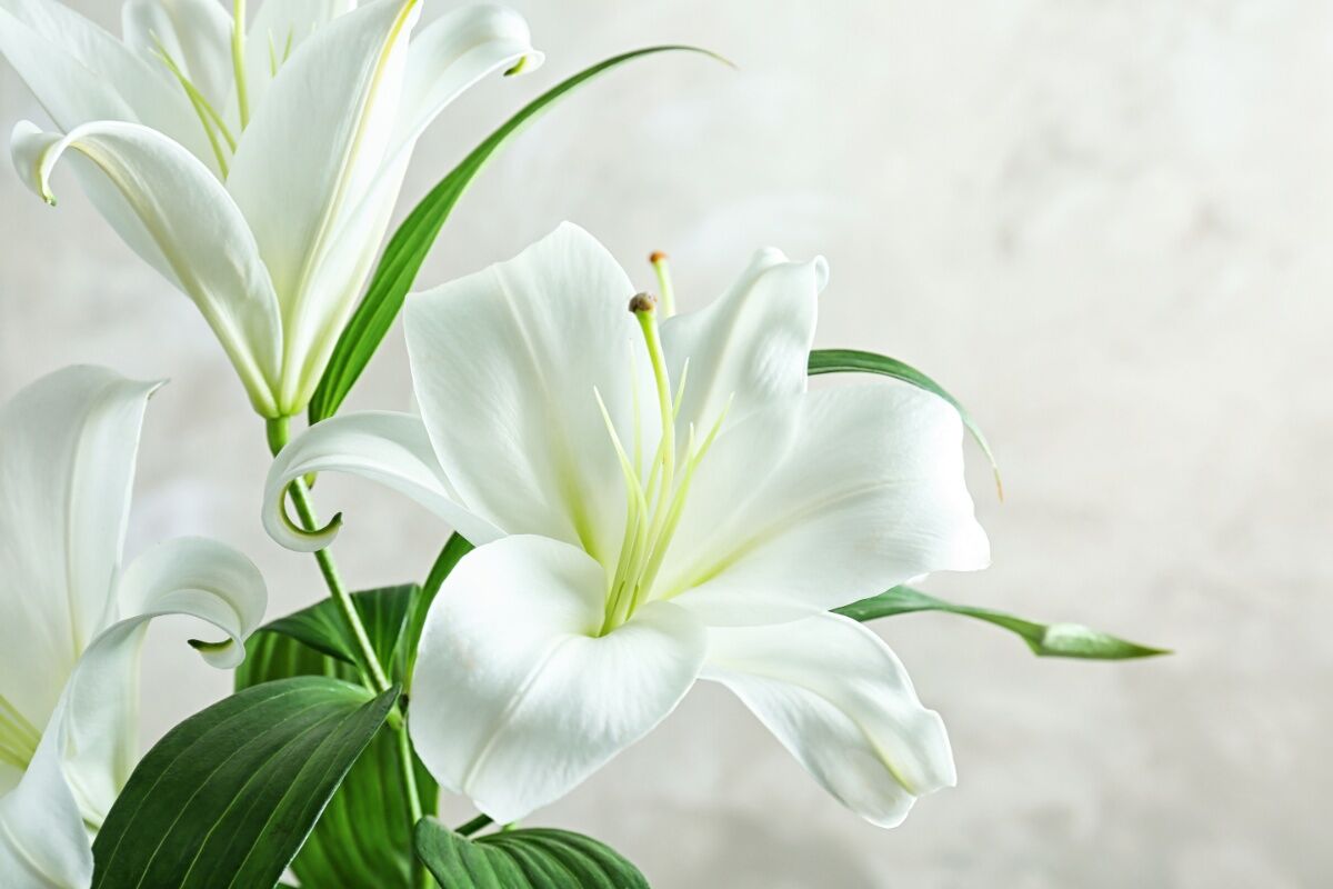 無宗教